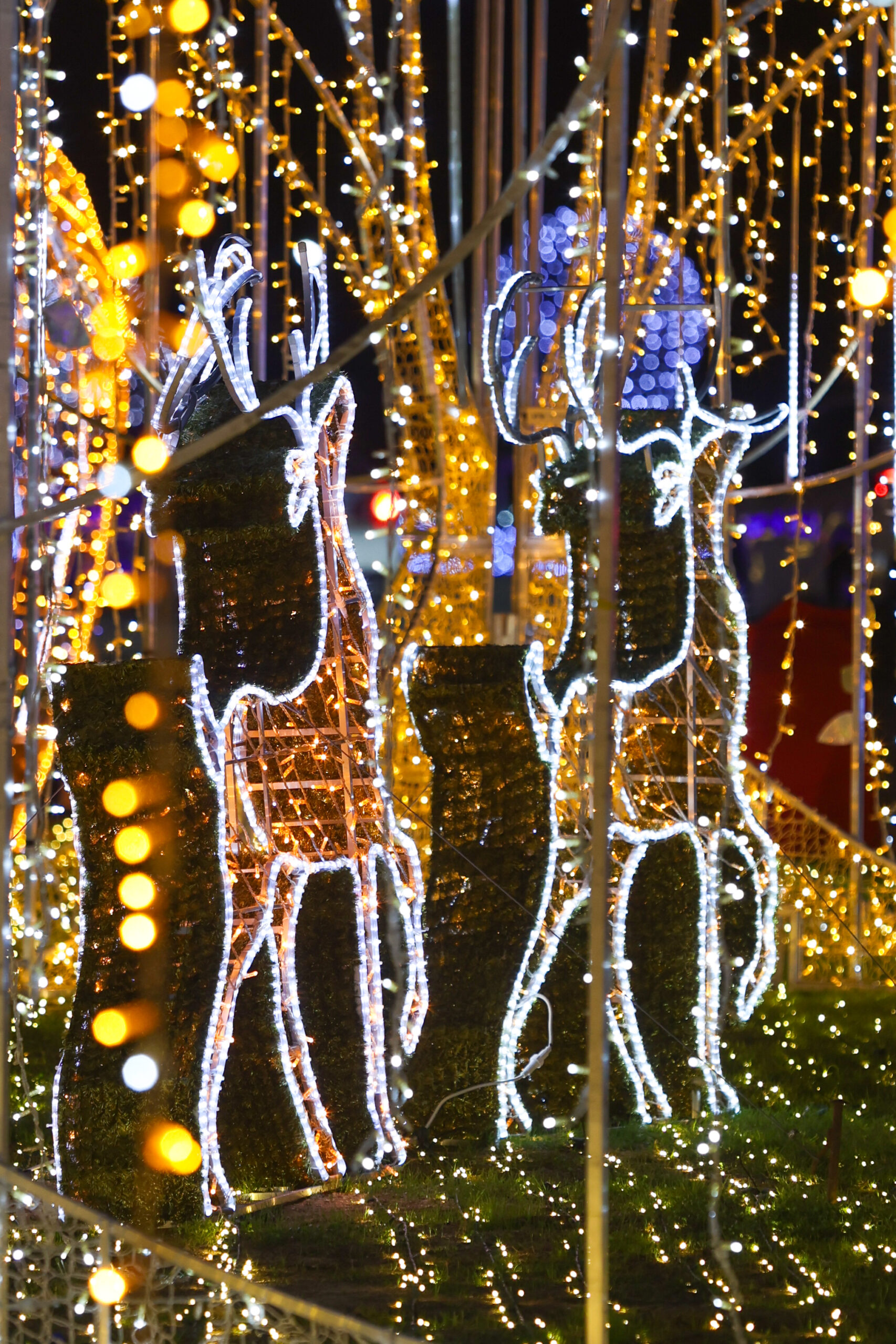 Two wireframe reindeer figures outlined with white and yellow holiday lights stand among illuminated trees and string lights at night.