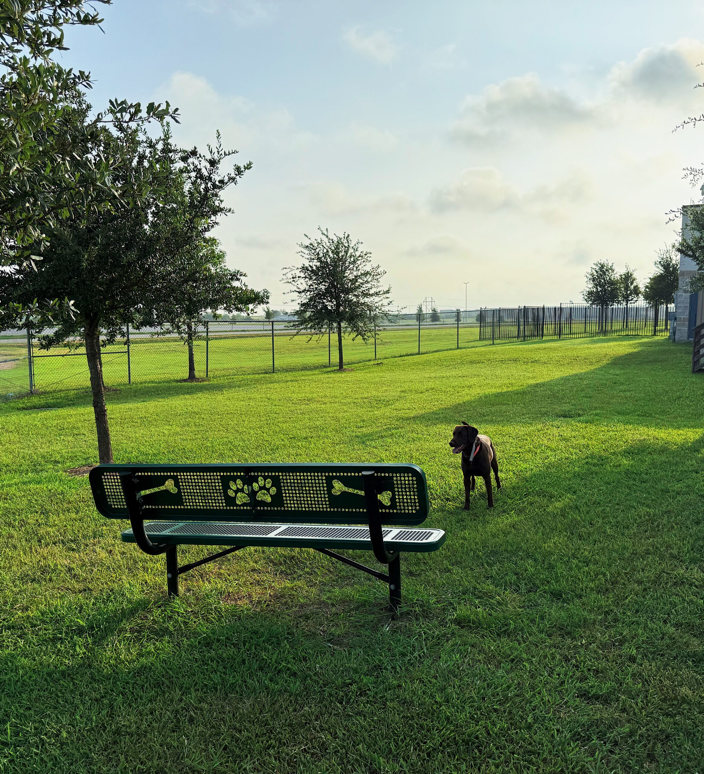 A brown dog stands on grass near a metal bench with dog designs in a fenced park area under a partly cloudy sky.