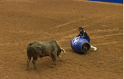 A rodeo clown sits behind a blue barrel facing a bull in an arena with brown dirt.