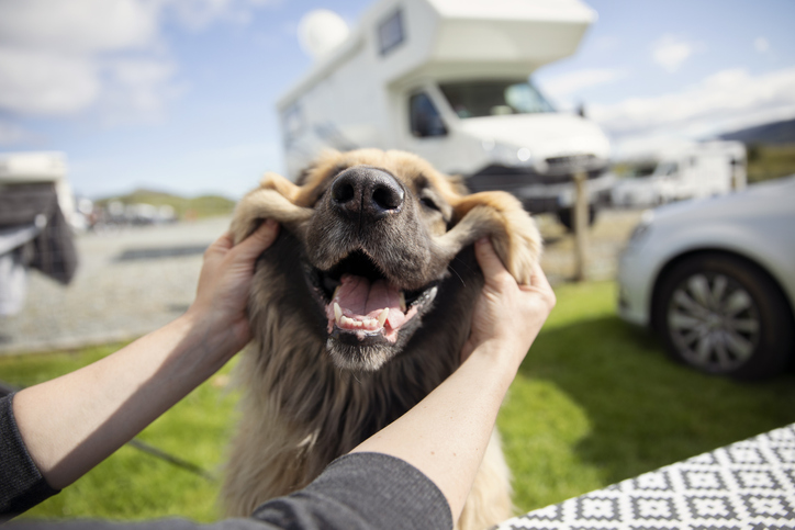 A person gently stretches a happy large dog’s cheeks outdoors, with a camper van and cars visible in the background.